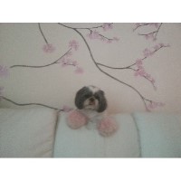 Posh Pet Parlour Weybridge Surrey Logo 