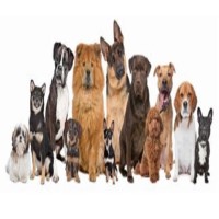 Doodle Dandie Dog Grooming Falkirk Falkirk Logo 