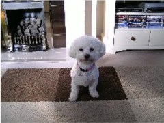 Its A Dogs Life Totnes Devon Logo 