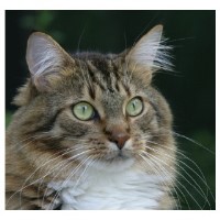 Flintshire Homepets - cat sitting, pet sitting and dog-walking services Ewloe Flintshire Logo 