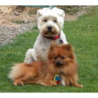 Doggies Friend Northampton Northamptonshire Logo 