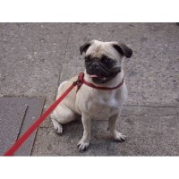 Wuffandready Bolton Lancashire Logo 