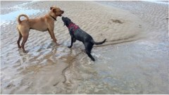 Dogs Mogs And More Westward Ho! Bideford Devon Logo 