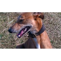 Home From Home Services Ashington Northumberland Logo 