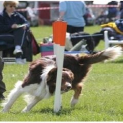 T.T Dog Training School Lesmahagow, Lanark Lanarkshire Logo 
