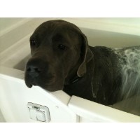 Capel Canines Dog Grooming Parlour Ipswich Suffolk Logo 