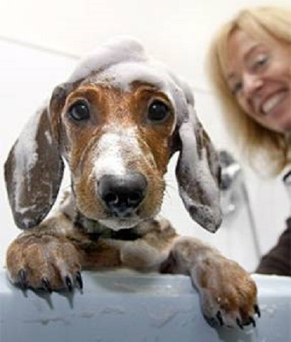 Dog's Life Grooming And Pet Centre