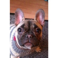 Harrisons Dogs London Greater London Logo 