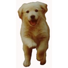 Petsitters Kingston Upon Thames Greater London Logo 