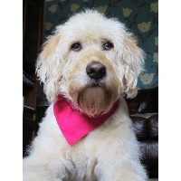 Doodle Dashes Bridgewater Somerset Logo 