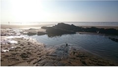 Happy Paws Bude Cornwall Logo 