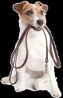 The Dog Run Chandlers Ford Hampshire Logo 