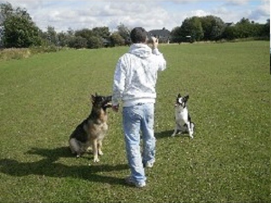 Canine Companion Chesterfield