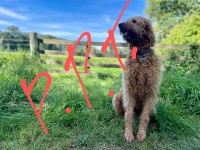 Paw Paw Training Walkerburn Scottish Borders Logo 