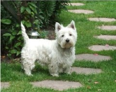 Alternative To Kennels Wolverhampton West Midlands Logo 