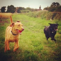 Dog Walker 4U Leeds North Yorkshire Logo 