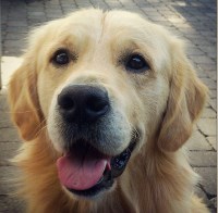 The Norfolk Dog House King's Lynn Norfolk Logo 