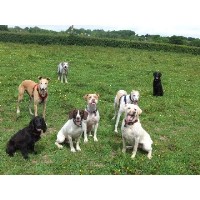 Sensible Dogs Newton Abbot Devon Logo 