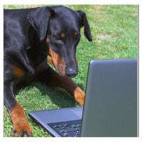 Happi Hounds Hawkwell, Hockley Essex Logo 