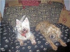 The Wellmans Dog Home Boarding Bideford Devon Logo 