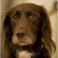 Happy Hounds & Cooler Cats London Greater London Logo 