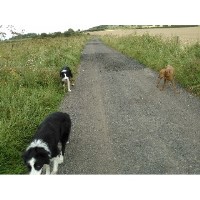 Joggie Doggies Calne Wiltshire Logo 