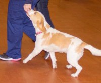 Keva Dog Training Forth Lanarkshire Logo 