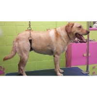 Pup-A-Razzi Mobile Grooming Service Newport Newport Logo 