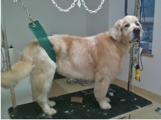 Linda Paterson Dog Grooming