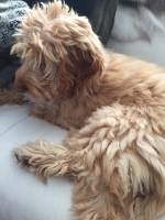 Muddy Buddies Club Grantham Lincolnshire Logo 