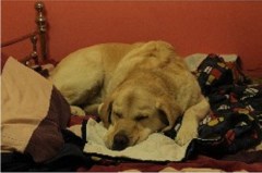 MutTrails Andover Hampshire Logo 