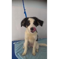 Lily's Grooming Services Swindon Wiltshire Logo 