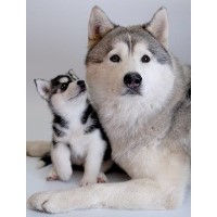 Forever Pet Services Norwich Norfolk Logo 