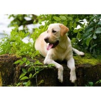 Glebespray Boarding Kennels Brigg Lincolnshire Logo 