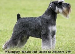 Barkers Grooming Southport Merseyside Logo 