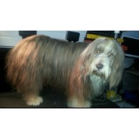 Short Bark and sides York North Yorkshire Logo 