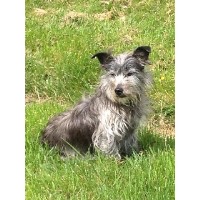 PipzPawz Poole Dorset Logo 