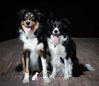 Karen's K9 Academy Shrewsbury Powys Logo 