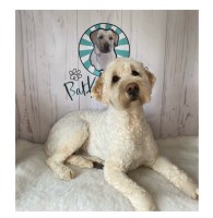 BarkWorks Llantwit Major Vale of Glamorgan Logo 