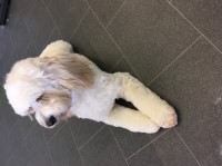 Clippy’s Pet Salon Canvey Island Essex Logo 