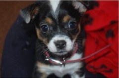 Paw's Dog Walking Hereford Herefordshire Logo 