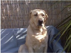 Horsham K9 Dog Walking Horsham West Sussex Logo 