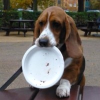 Shoreham Pet Services Shoreham By Sea West Sussex Logo 