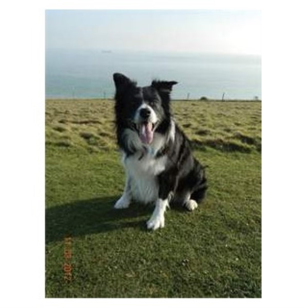 Tessa Young M.I.A.C.E. One to One Dog Training