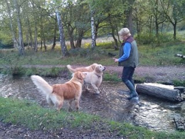 Tamworth Dog Walkers