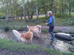 Tamworth Dog Walkers Tamworth Staffordshire Logo 