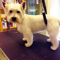 Wagtails Dog Grooming Sible Hedingham Essex Logo 