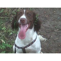 Happy Hounds Pet Services Norwich Norfolk Logo 