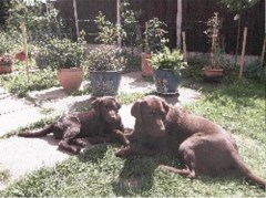 Dogz@home - Home Boarding For Dogs Stafford Staffordshire Logo 