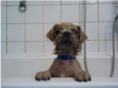 Blades Dog & Cat Grooming Leeds West Yorkshire Logo 